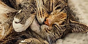 Treacle joined the competition — help win amazing prizes! adorable, animal, blanket, cat, close_up, cozy, cute, domestic_animal, feline, fur, indoor, nap, paws, pet, relaxed, resting, sleeping, soft_texture, tabby, whiskers
