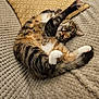 Treacle joined the competition — help win amazing prizes! animal, bed, blanket, cat, cozy, cushion, cute, domestic, feline, fur, indoor, paw, pet, playful, relaxing, resting, stretching, tabby, tail, whiskers