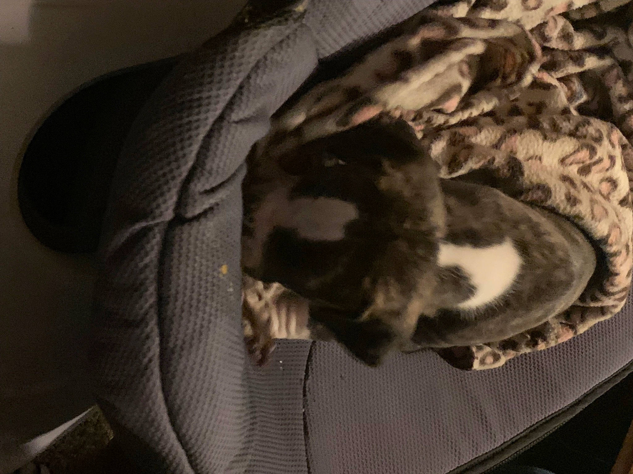 Dopey joined the competition — help win amazing prizes! canidae, carnivore, cat, comfort, companion_dog, darkness, dog_breed, domestic_short_haired_cat, fawn, felidae, fur, grey, linens, monochrome, small_to_medium_sized_cats, sporting_group, tail, whiskers, wood, wool