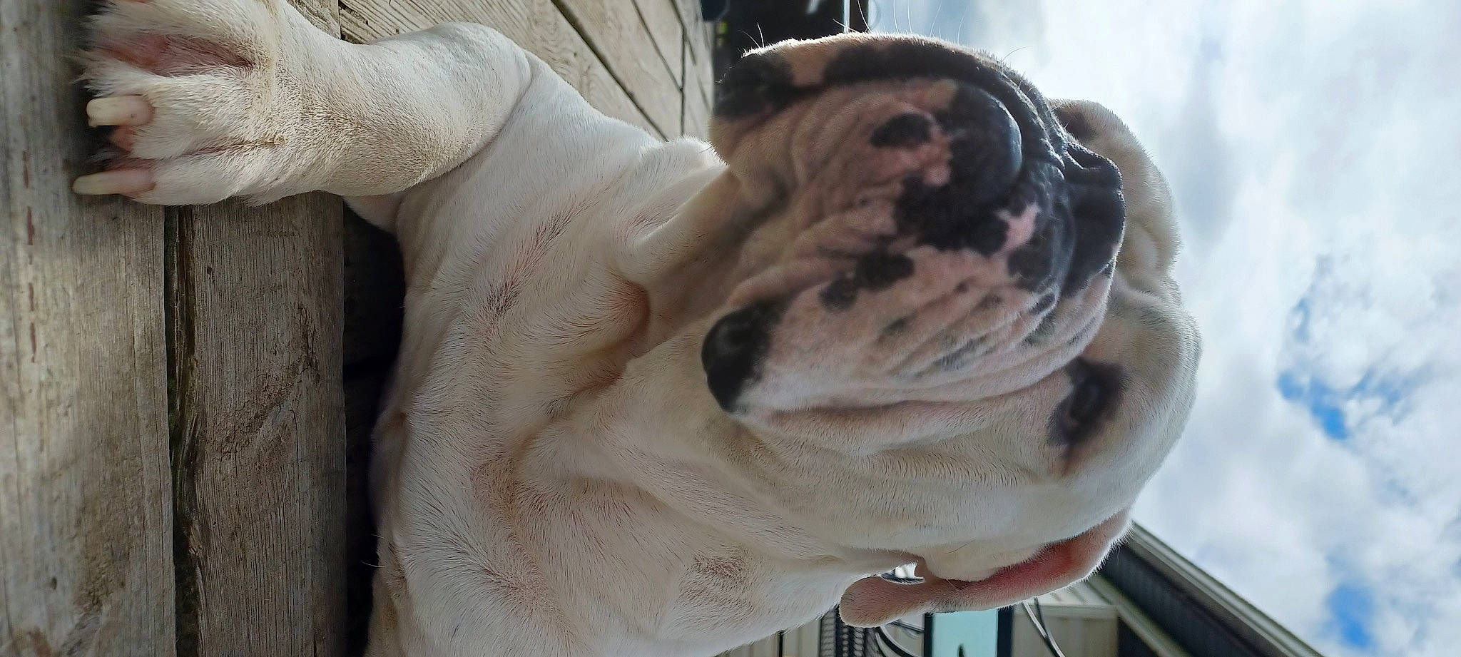 Mack joined the competition — help win amazing prizes! canidae, carnivore, comfort, companion_dog, dog, dog_breed, fang, fawn, fur, guard_dog, hound, non_sporting_group, paw, puppy_love, snout, terrestrial_animal, whiskers, working_animal, working_dog, wrinkle