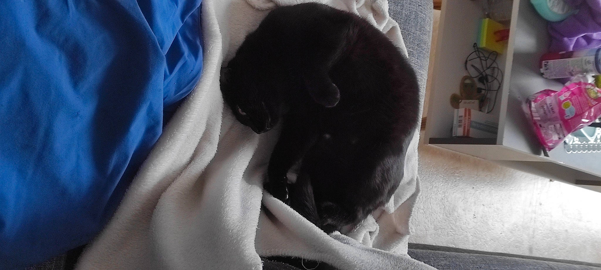 Simba a rejoint le concours — aidez-le/la à gagner de superbes lots ! canidae, carnivore, comfort, companion_dog, dog, dog_breed, electric_blue, felidae, fur, gesture, human_leg, linens, puppy, sleeve, small_to_medium_sized_cats, snout, sporting_group, tail, whiskers, working_animal