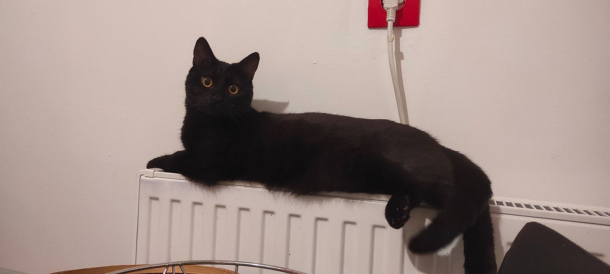 Simba participe au concours pour gagner de l'argent avec cette photo : black_cat, bombay, carnivore, cat, cat_furniture, cat_supply, domestic_short_haired_cat, felidae, fur, grey, pet_supply, rectangle, sitting, small_to_medium_sized_cats, snout, tail, terrestrial_animal, whiskers, window