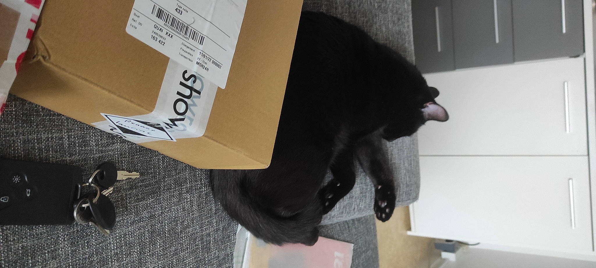 Simba a rejoint le concours — aidez-le/la à gagner de superbes lots ! black_cat, canidae, carmine, carnivore, cat, cat_supply, dog_breed, domestic_short_haired_cat, felidae, flooring, font, fur, natural_material, paper, paper_product, small_to_medium_sized_cats, sporting_group, tail, wall_plate, whiskers