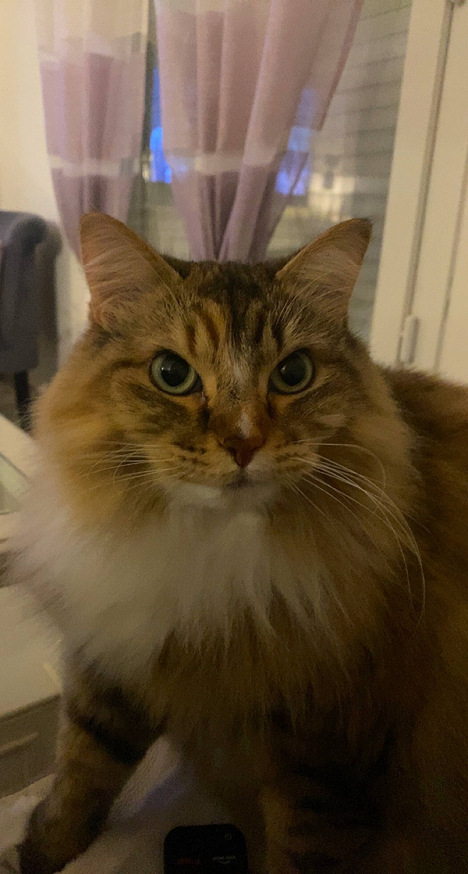 Luna participe au concours pour gagner de l'argent avec cette photo : box, carnivore, cat, domestic_short_haired_cat, fawn, felidae, fur, iris, maine_coon, small_to_medium_sized_cats, snout, terrestrial_animal, whiskers, window, wood