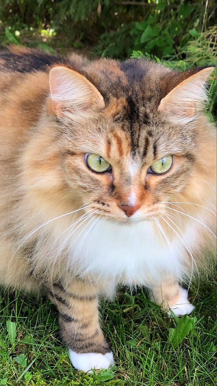 Luna a rejoint le concours — aidez-le/la à gagner de superbes lots ! carnivore, cat, claw, domestic_short_haired_cat, fawn, felidae, fur, grass, maine_coon, paw, plant, sitting, small_to_medium_sized_cats, snout, tail, terrestrial_animal, tree, whiskers, wildlife