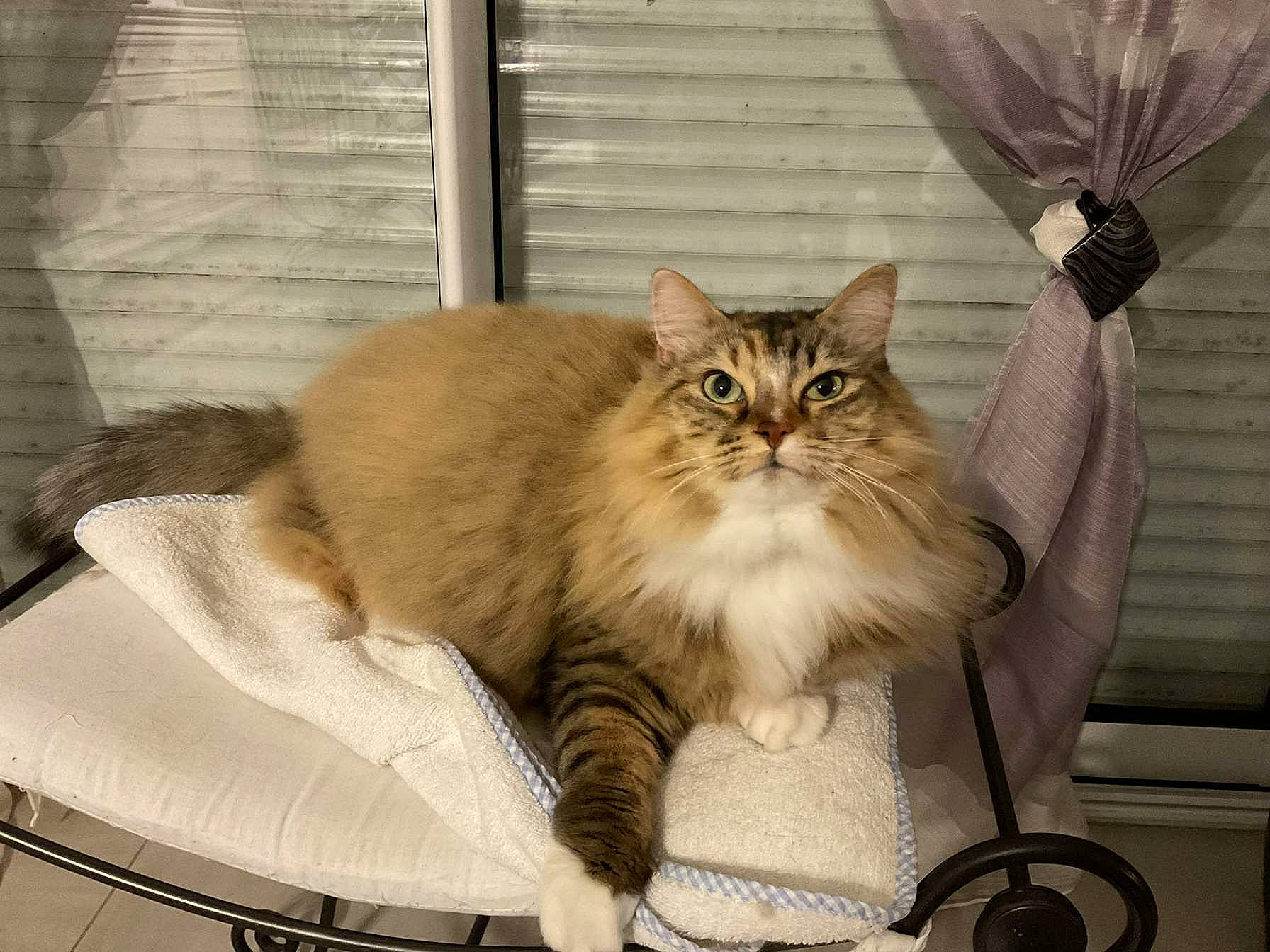 Luna a rejoint le concours — aidez-le/la à gagner de superbes lots ! bag, box, british_longhair, carnivore, cat, comfort, curtain, fawn, felidae, fur, maine_coon, plant, ragdoll, sitting, small_to_medium_sized_cats, snout, tail, terrestrial_animal, whiskers, wood