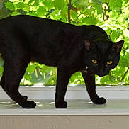 Isaac joined the competition — help win amazing prizes! alert, animal, black_cat, cat, curious, domestic_cat, feline, green_leaves, mammal, nature, outdoor, pet, quiet, side_view, standing, sunlight, whiskers, window, windowsill, yellow_eyes
