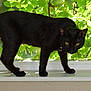alert, animal, black_cat, cat, curious, domestic_cat, feline, green_leaves, mammal, nature, outdoor, pet, quiet, side_view, standing, sunlight, whiskers, window, windowsill, yellow_eyes