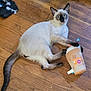 cat, siamese_cat, toy, floor, wooden_floor, pet, animal, playful, curious, indoor, paw, blue_eyes, lying_down, domestic_cat, feline, close_up, looking_at_camera, brown, cream, black