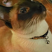 Tonka is registered to the contest to win money with this photo: cat, siamese_cat, pet, close_up, collar, bell, whiskers, fur, indoor, floor, toy, animal, mammal, domestic_animal, cute, feline, face, ears, eye, curious