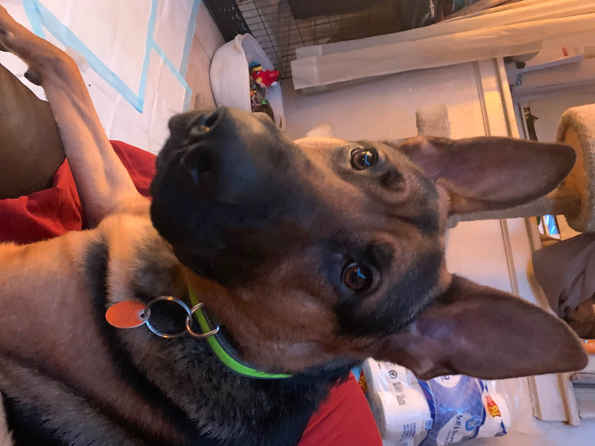 Axel is registered to the contest to win money with this photo: carnivore, collar, dog, dog_breed, dog_collar, ear, fashion_accessory, fawn, gesture, jaw, liver, mammal, metal, pet_supply, snout, sporting_group, vertebrate, whiskers, working_animal, wrinkle