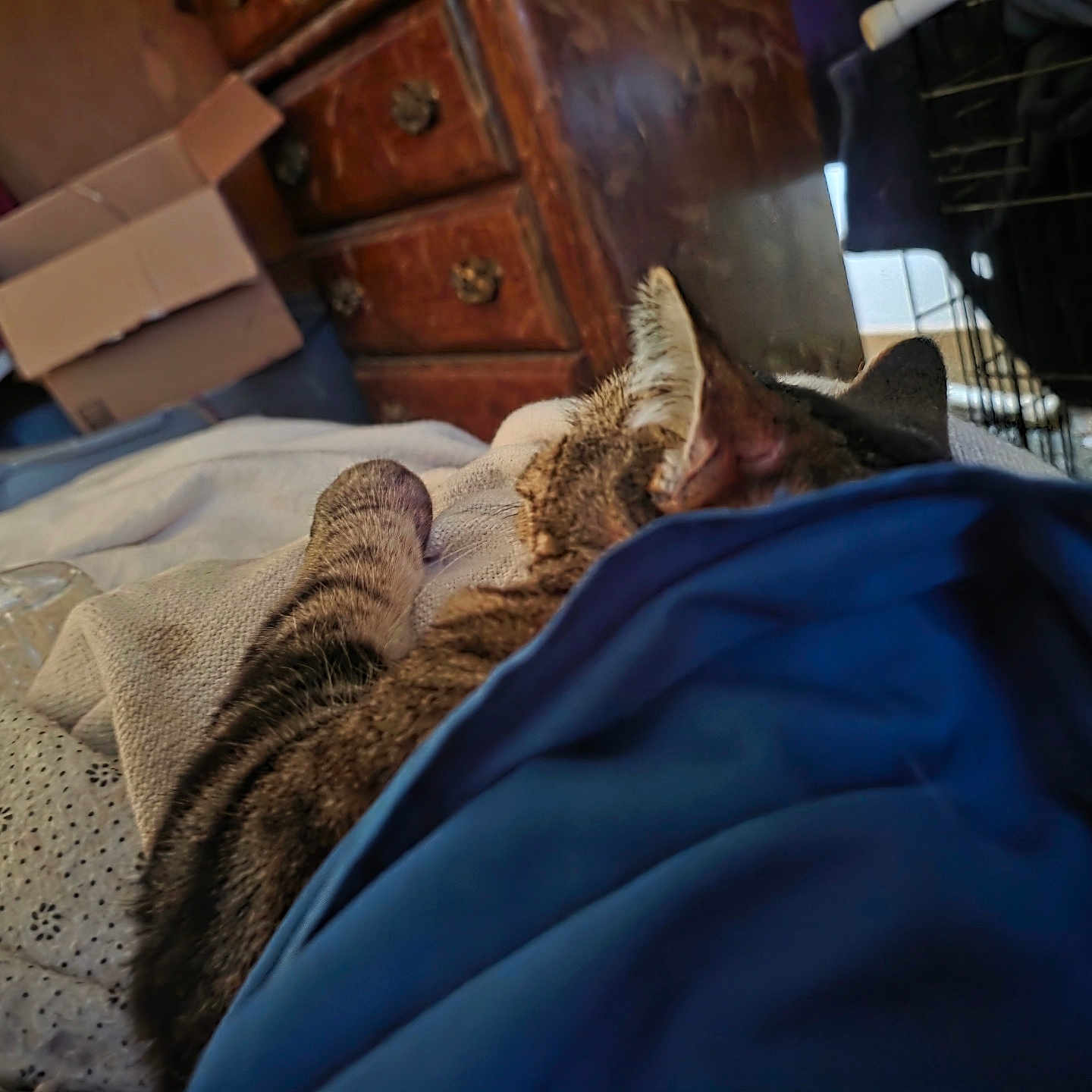 Miss Kitty