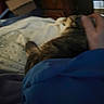 Miss Kitty is registered to the contest to win money with this photo: cat, hand, bed, blanket, water_bottle, furniture, indoor, person, petting, sleeping, blur, cozy, animal, resting, domestic, tabby_cat, soft, casual, relaxation, human