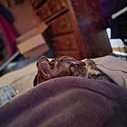 Miss Kitty joined the competition — help win amazing prizes! cat, tabby, blanket, bed, indoor, cozy, furniture, blurred_background, resting, pet, animal, soft, warm, sleepy, domestic, comfort, side_profile, purple_blanket, clutter, relaxation
