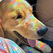 Chester is registered to the contest to win money with this photo: dog, golden_retriever, puppy, rainbow, prism, tongue_out, close_up, fur, colorful_light, reflection, happy, pet, animal, canine, indoors, couch, soft_light, portrait, whiskers, nose