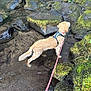 Chester is registered to the contest to win money with this photo: dog, golden_retriever, puppy, water, rocks, moss, leash, outdoor, nature, curious, wet, stream, adventure, animal, exploration, green, forest, canine, young_dog, playful