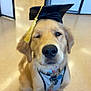 dog, golden_retriever, puppy, graduation_cap, winking, indoor, leash, collar, pet, cute, animal, canine, young_dog, celebration, adorable, face, sitting, fur, happy, portrait