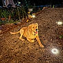 Chester joined the competition — help win amazing prizes! dog, golden_retriever, puppy, outdoor, night, garden, plants, lights, gravel, animal, pet, collar, brown, cute, nature, yard, relaxing, evening, tongue_out, happy