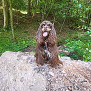Uska a rejoint le concours — aidez-le/la à gagner de superbes lots ! dog, brown_dog, long_ears, tongue_out, rock, forest, trees, greenery, nature, outdoor, happy, pet, canine, animal, fur, collar, leash, woodland, sunlight, smiling