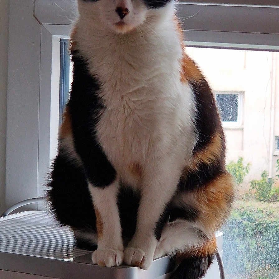Praline