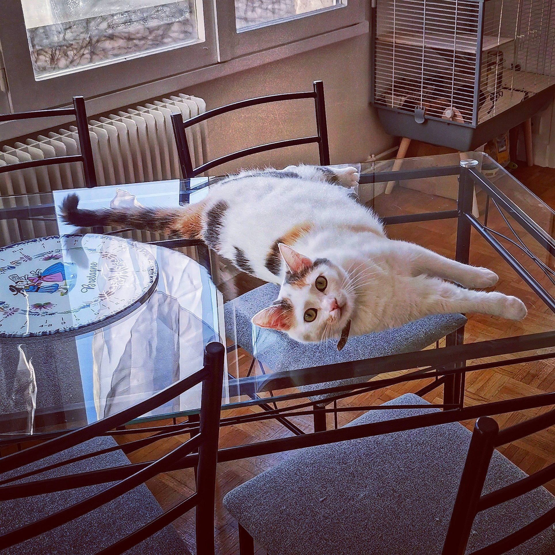 Onaya a rejoint le concours — aidez-le/la à gagner de superbes lots ! aegean_cat, animal_shelter, canidae, carnivore, cat, felidae, fur, furniture, small_to_medium_sized_cats, tail, turkish_van, whiskers