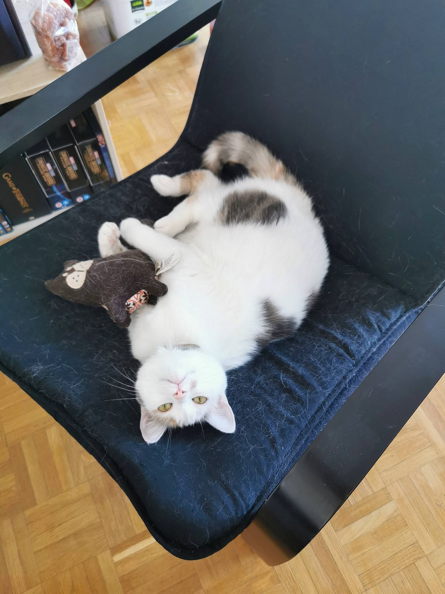 Onaya a rejoint le concours — aidez-le/la à gagner de superbes lots ! canidae, carnivore, cat, companion_dog, felidae, floor, flooring, fur, kitten, paw, pomeranian, puppy, ragdoll, small_to_medium_sized_cats