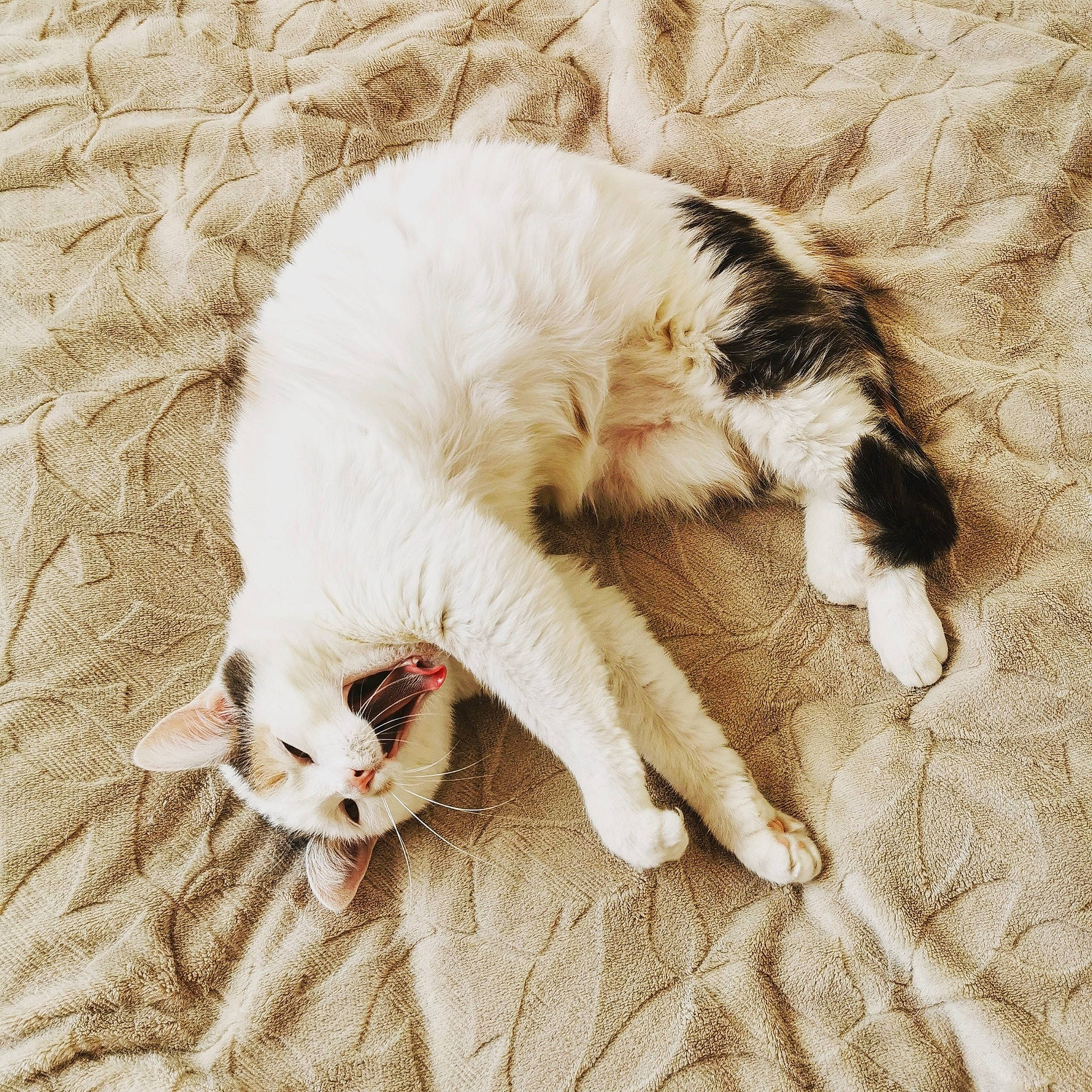 Onaya participe au concours pour gagner de l'argent avec cette photo : aegean_cat, carnivore, cat, ear, eye, felidae, fur, kitten, nap, nose, paw, polydactyl_cat, sand, sleep, small_to_medium_sized_cats, tail, turkish_van, whiskers