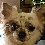 Nougat participe au concours pour gagner de l'argent avec cette photo : carnivoran, chihuahua, companion_dog, dog, dog_breed, dog_breed_group, dog_like_mammal, puppy, snout, toy_dog, whiskers