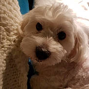 Helios participe au concours pour gagner de l'argent avec cette photo : bichon, bichon_frise, bolognese, carnivoran, cavachon, cockapoo, coton_de_tulear, dog, dog_breed, dog_breed_group, dog_like_mammal, havanese, maltese, miniature_poodle, poodle_crossbreed, puppy, schnoodle, snout, toy_poodle, vertebrate