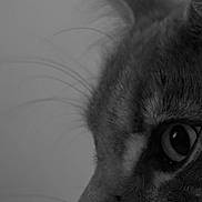 Filou a rejoint le concours — aidez-le/la à gagner de superbes lots ! animal, black_and_white, calm, cat, close_up, detailed, domestic_cat, eye, feline, focused, fur, indoor, macro, nose, pet, portrait, profile, side_view, soft_background, whiskers
