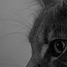animal, black_and_white, calm, cat, close_up, detailed, domestic_cat, eye, feline, focused, fur, indoor, macro, nose, pet, portrait, profile, side_view, soft_background, whiskers
