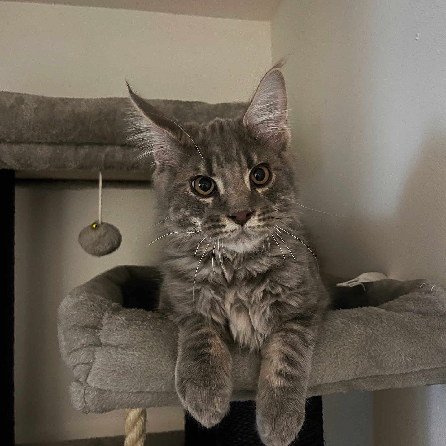 Filou participe au concours pour gagner de l'argent avec cette photo : animal, cat, cat_tree, cozy, curious, cute, ears, feline, fluffy, gray_fur, home, indoor, kitten, paws, pet, portrait, relaxed, toy_ball, whiskers, young