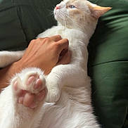 Oscar joined the competition — help win amazing prizes! cat, white_cat, pink_paw_pads, hand, human_hand, cushion, green_cushion, indoor, relaxed, pet, feline, fur, paw, close_up, comfort, resting, domestic_animal, animal, cute, fluffy