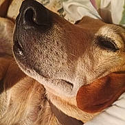Sampson is registered to the contest to win money with this photo: dog, close_up, sleeping, relaxed, fur, ear, pet, animal, brown, collar, indoor, cozy, resting, portrait, canine, snout, whiskers, comfort, napping, domestic