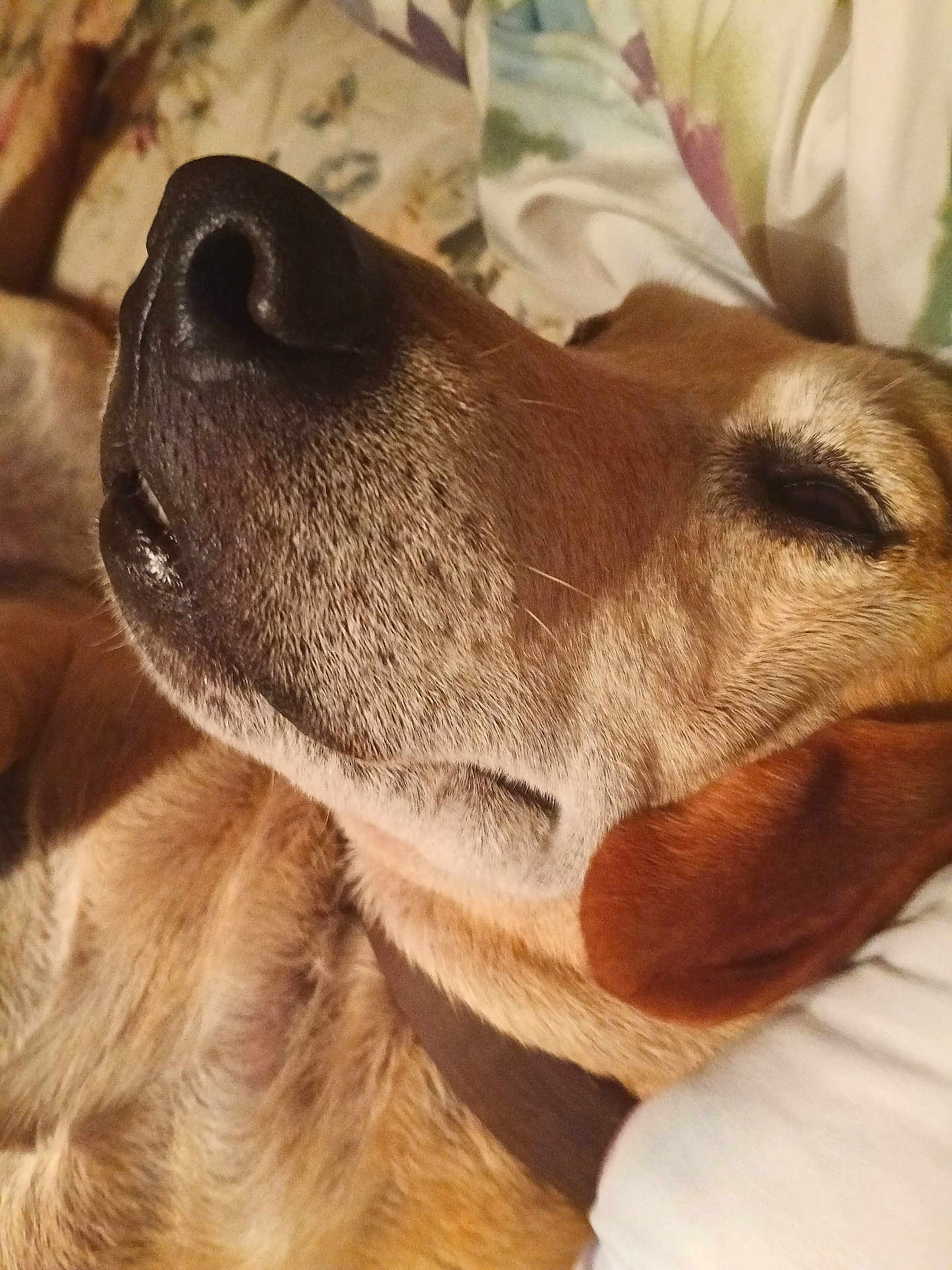 Sampson