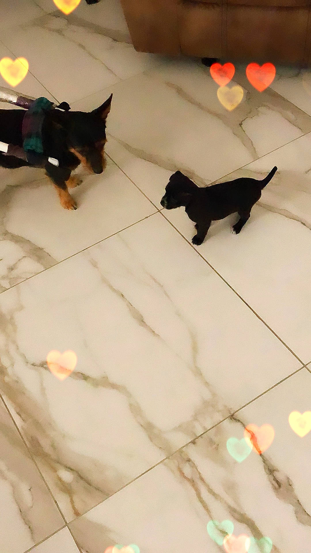 Suri joined the competition — help win amazing prizes! black, black_cat, bombay, brown, carnivore, companion_dog, dog, dog_breed, fawn, felidae, floor, flooring, hardwood, light, mammal, pet_supply, small_to_medium_sized_cats, tail, tints_and_shades, wood