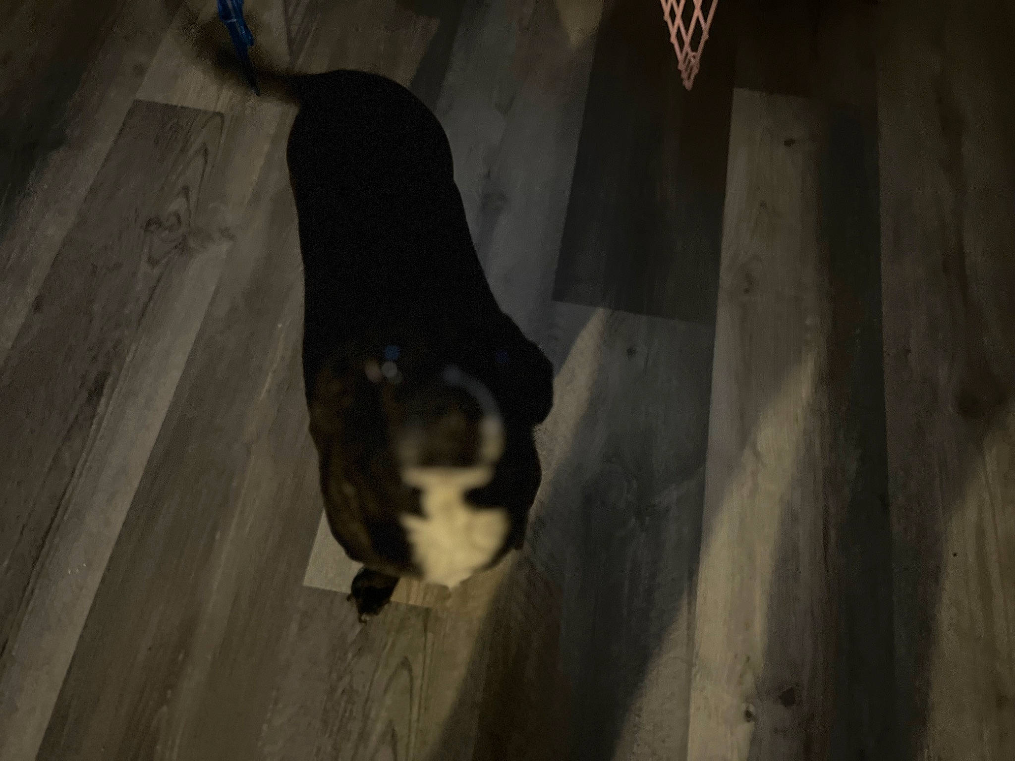 Suri is registered to the contest to win money with this photo: canidae, carnivore, darkness, dog_breed, felidae, floor, flooring, fur, grey, hardwood, shadow, small_to_medium_sized_cats, snout, sporting_group, tail, terrestrial_animal, tints_and_shades, tree, whiskers, wood