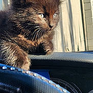 Milo... joined the competition — help win amazing prizes! animal, black_cat, car_interior, cat, close_up, cute, dashboard, fence, fur, kitten, outdoor, pet, photo, portrait, shadow, steering_wheel, sunlight, whiskers, window, young_cat