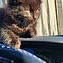 animal, black_cat, car_interior, cat, close_up, cute, dashboard, fence, fur, kitten, outdoor, pet, photo, portrait, shadow, steering_wheel, sunlight, whiskers, window, young_cat