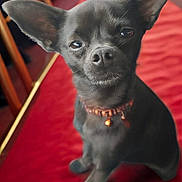 Honey is registered to the contest to win money with this photo: dog, small_dog, black_dog, large_ears, red_carpet, collar, pet, animal, indoor, portrait, cute, looking_at_camera, furniture, event, rope_barrier, blurry_background, close_up, sitting, alert, companion