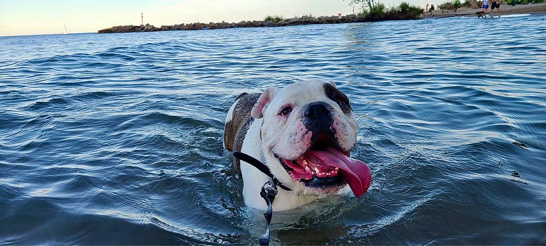 Bulek is registered to the contest to win money with this photo: american_bulldog, australian_bulldog, bulldog, canidae, carnivore, companion_dog, dog, dog_breed, dorset_olde_tyme_bulldogge, mammal, molosser, non_sporting_group, old_english_bulldog, olde_english_bulldogge, rare_breed_dog, snout, sporting_group, valley_bulldog, vertebrate, white_english_bulldog