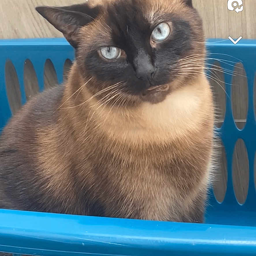 Mickey a rejoint le concours — aidez-le/la à gagner de superbes lots ! abyssinian, animal, basket, cat, kitten, laundry, manx, pet, shoppingbasket, siamese