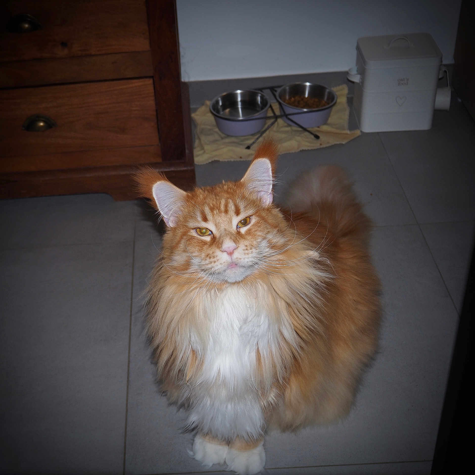 Timo