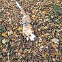 Loki participe au concours pour gagner de l'argent avec cette photo : dog, autumn, leaves, brown, white, harness, outdoor, nature, fall, forest_floor, animal, pet, canine, walking, ground, leaf_litter, seasonal, daylight, motion_blur, park