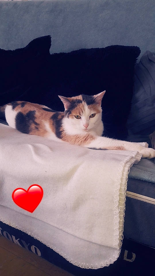 Nala a rejoint le concours — aidez-le/la à gagner de superbes lots ! bed, bedding, box, cardboard, carmine, carnivore, cat, comfort, couch, domestic_short_haired_cat, felidae, fur, grey, linens, room, small_to_medium_sized_cats, tail, textile, whiskers, wood