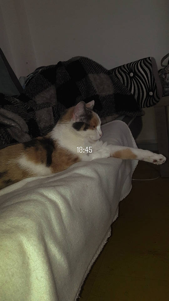 Nala a rejoint le concours — aidez-le/la à gagner de superbes lots ! bed_sheet, bedding, carnivore, cat, comfort, companion_dog, domestic_short_haired_cat, duvet, felidae, flooring, fur, grey, hardwood, linens, paw, room, small_to_medium_sized_cats, tail, whiskers, wood