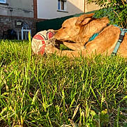 Umbra a rejoint le concours — aidez-le/la à gagner de superbes lots ! animal, basketball, brown_dog, canine, chewing, collar, daytime, dog, fence, garden, grass, greenery, house, outdoor, pet, playful, relaxed, summer, sunlight, yard