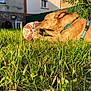 animal, basketball, brown_dog, canine, chewing, collar, daytime, dog, fence, garden, grass, greenery, house, outdoor, pet, playful, relaxed, summer, sunlight, yard