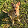 Umbra a rejoint le concours — aidez-le/la à gagner de superbes lots ! animal, canine, collar, daylight, dog, ears, fur, grass, green_grass, happy, leash, muzzle, nature, outdoor, pet, playful, sitting, snout, sunlight, tan_dog