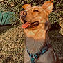 Umbra a rejoint le concours — aidez-le/la à gagner de superbes lots ! animal, bush, canine, daylight, dog, ears_up, flowers, friendly, grass, greenery, happy, harness, mammal, nature, outdoor, pet, portrait, sitting, sunlight, tongue_out